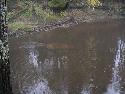 palojok1.jpg (52874 bytes)