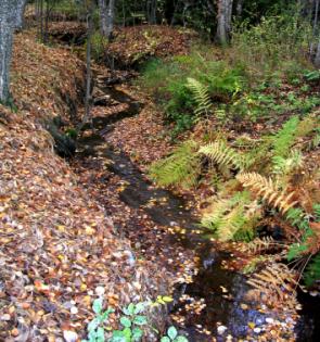 puro.jpg (55062 bytes)