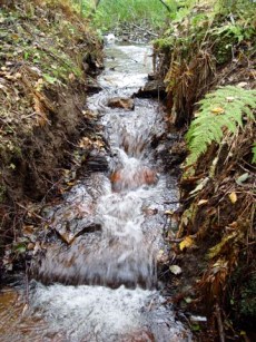 palokosk.jpg (37199 bytes)