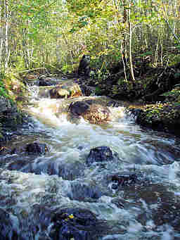 pusul205.jpg (23925 bytes)