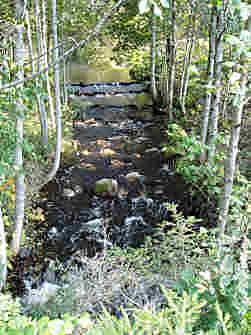 pusul305.jpg (26804 bytes)