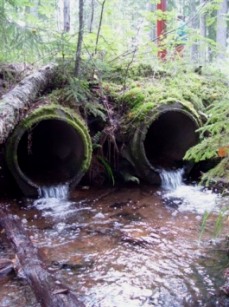 tierump1.jpg (31773 bytes)