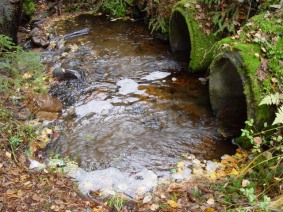 tierump2.jpg (34854 bytes)