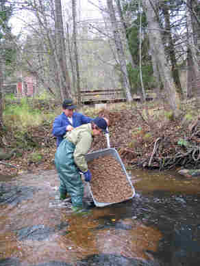 vihti205.jpg (19781 bytes)