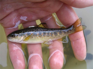 matap105.jpg (57475 bytes)