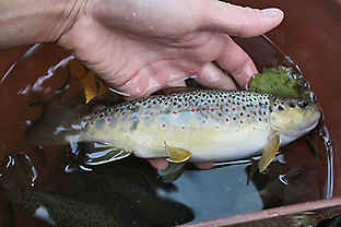 M�t�puron pulska pikkutaimen