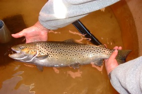 Taimenkolli hyviss� k�siss�