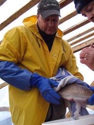 Suvun jatkoon valmis