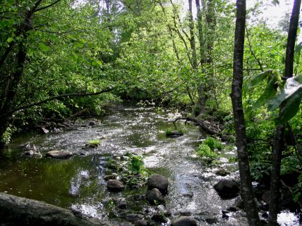 palojok1.jpg (52874 bytes)