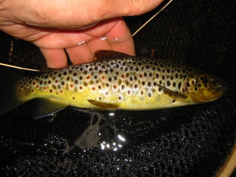 Talkoot j�rjestet��n"h�nen" hyv�kseen